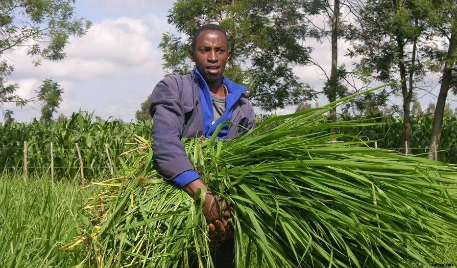 Brachiaria grass, a ‘wonder grass’ for livestock