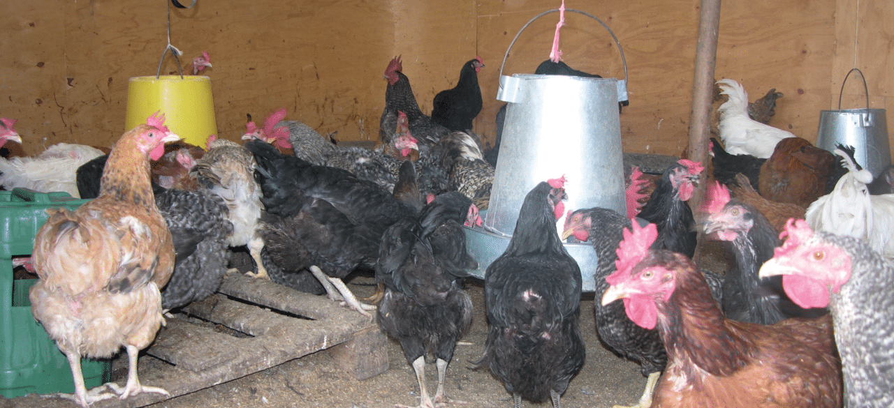 Kuroiler chicken farming