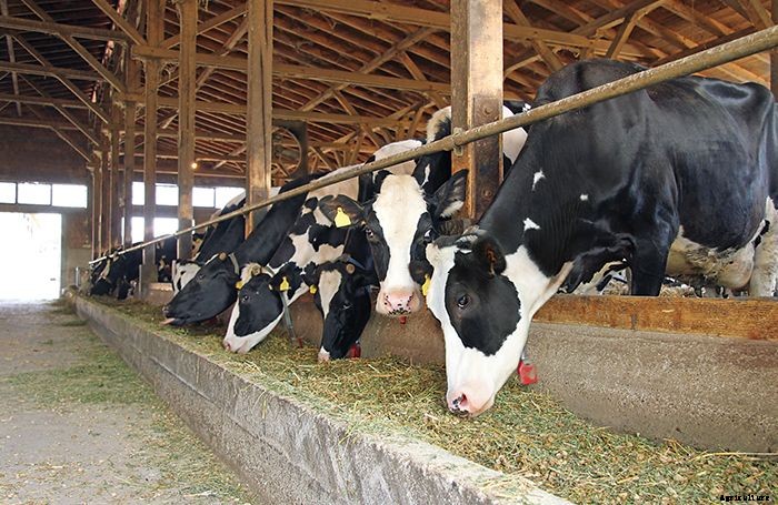 Feeding & Milking Your Dairy Cow