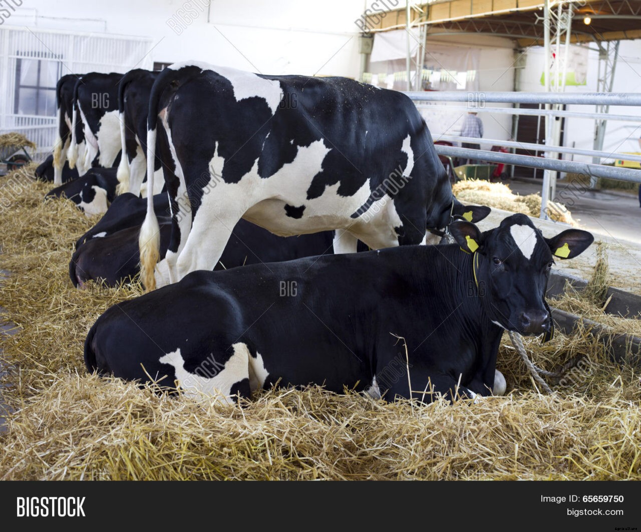 Why farmers should consider Friesian cows