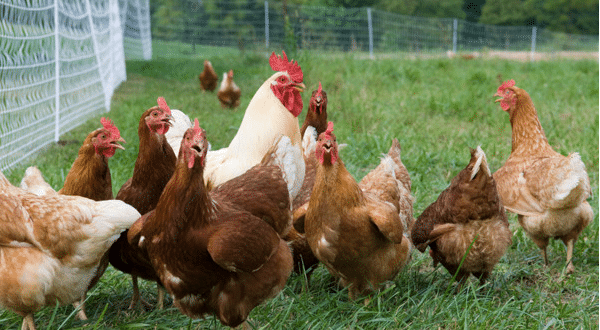 What to Consider Before Starting a Kienyeji Chicken Enterprise