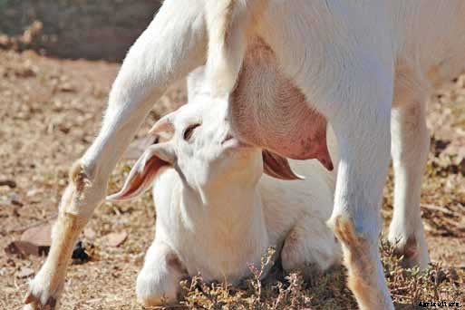 Why you should take goat milk