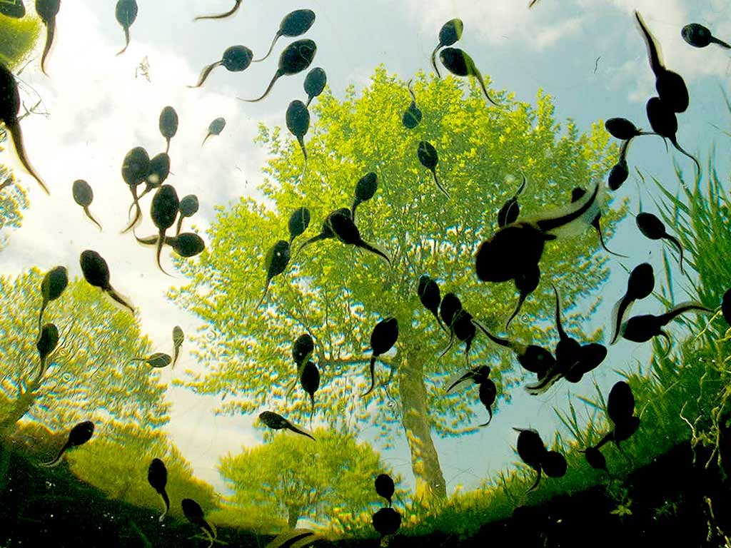 How farmers were conned over a million shillings buying tadpoles instead of fingerlings