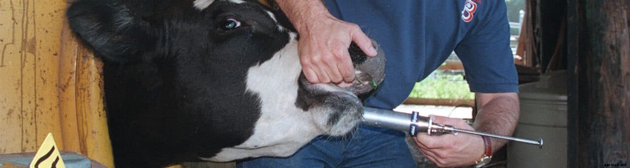 How properly medicate your livestock