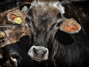 Caring for livestock during the rainy season