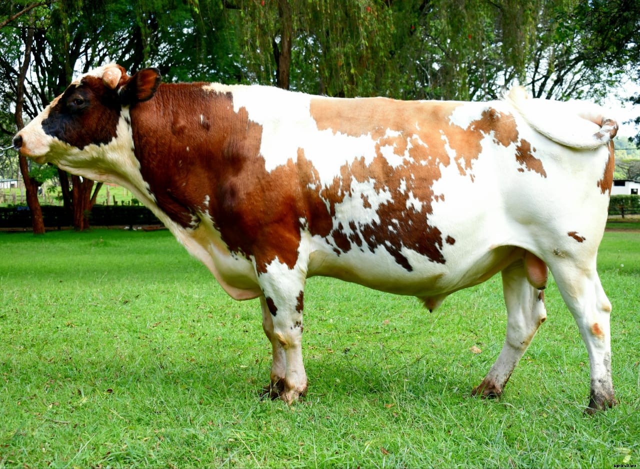 Quality semen now available to increase farmers productivity