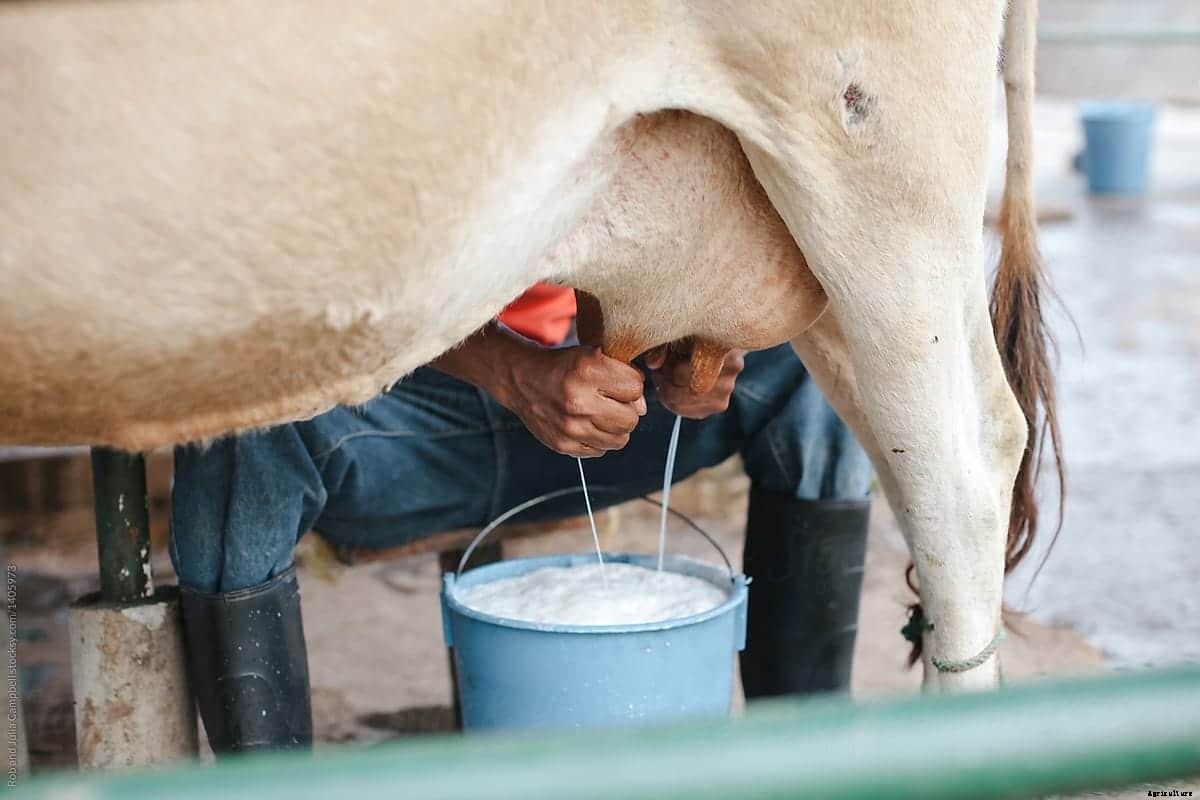 10 tips to achieving peak milk yield