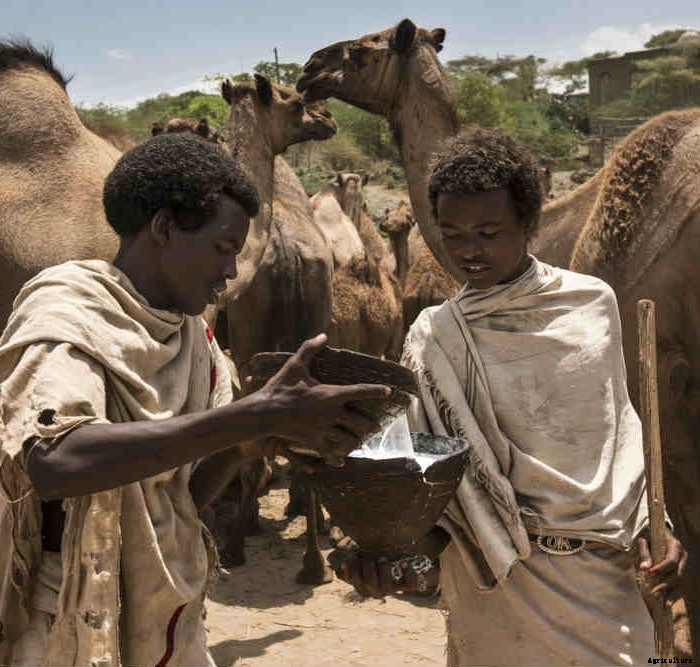 What do you know about camels and camel milk?