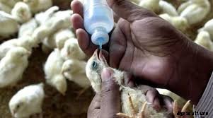 What you should know about poultry vaccines