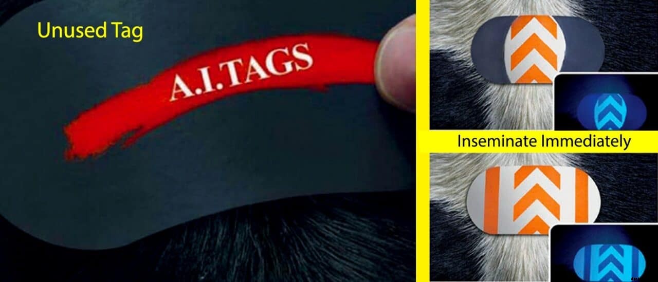 A.I tags that help in telling the Perfect time to Inseminate