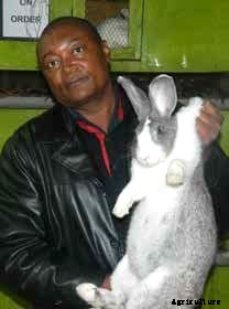 How to Get the Best Out of Your Rabbits