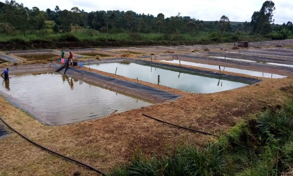 Tips on how to be successful in Tilapia farming.