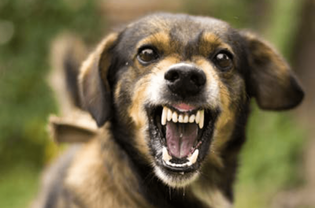 Why dogs bite during the rainy seasons