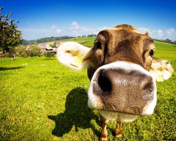 Mistakes you are likely to make when you diagnose your animals online