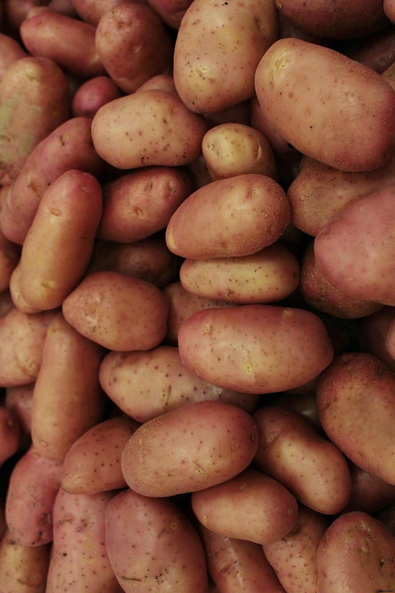 Potato farmers to benefit from partnership