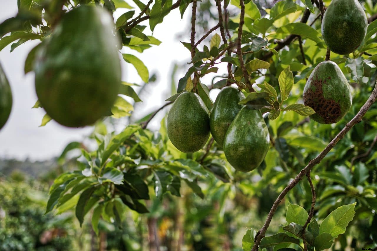 Avocados and Kenyas smallholder farmers