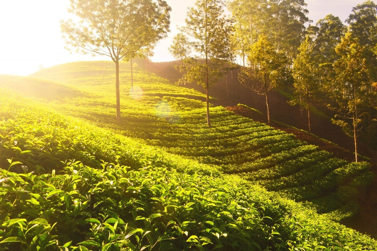 Tea farmers taking charge of sub-sector