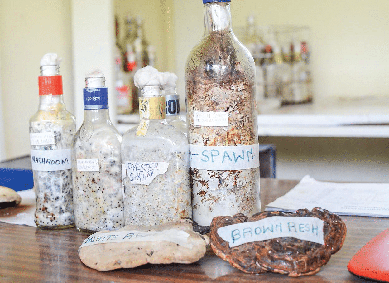 University takes bold steps into the future with mushroom growing