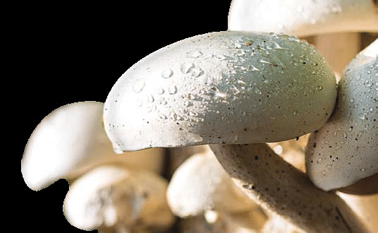University takes bold steps into the future with mushroom growing