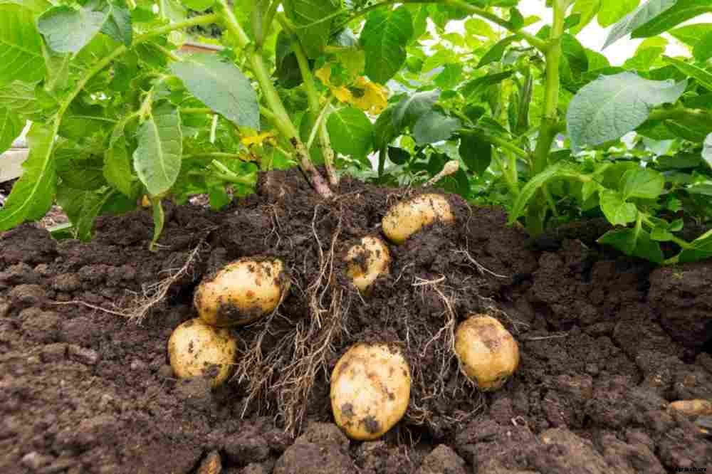 How to grow potatoes properly