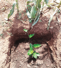 How to establish a passion fruit vineyard