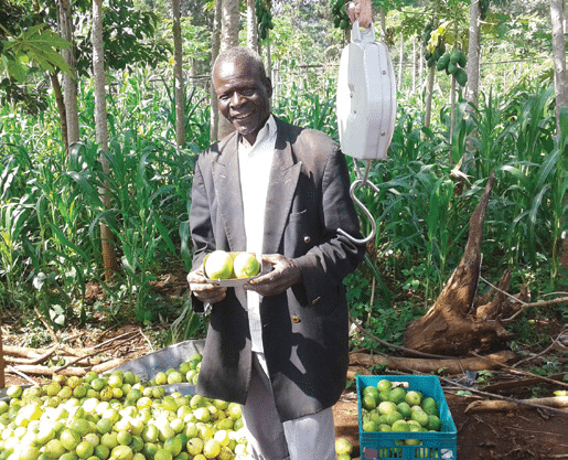 How to establish a passion fruit vineyard