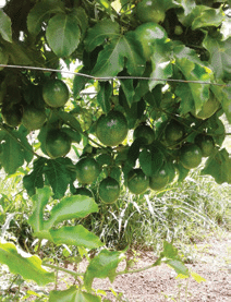 How to establish a passion fruit vineyard