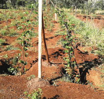 How to establish a passion fruit vineyard