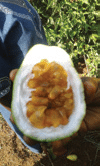 How to establish a passion fruit vineyard