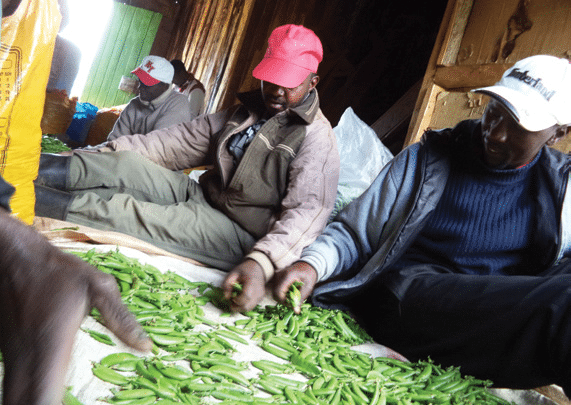 Sugar snap peas snapping up farmers’ interest