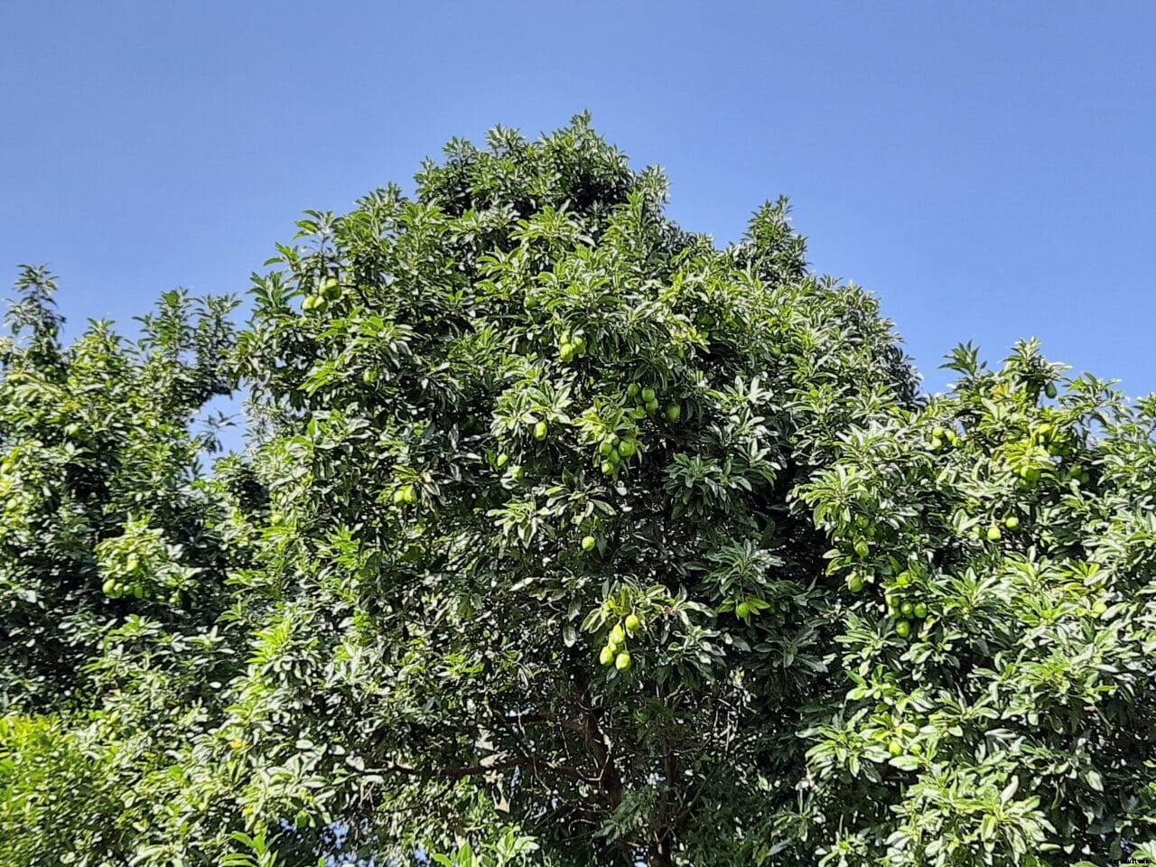 I million free fruit trees for primary schools