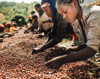 Efforts to revive ‘Black Gold’ renewed