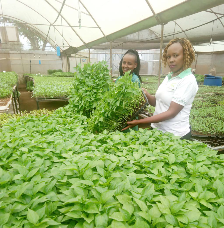 Use seedling trays for better germination and returns