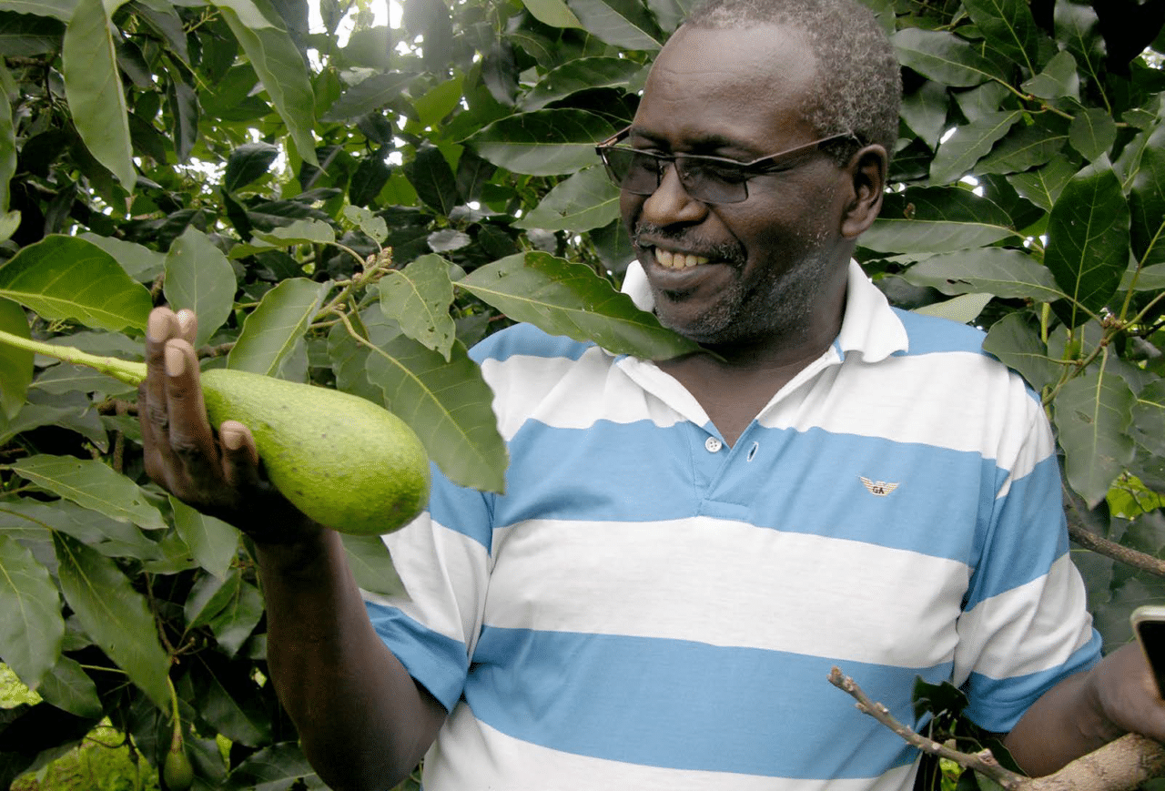 How to get avocado trees to fruit at 14 months