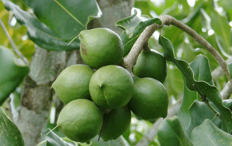 Macadamia nut farming in Kenya
