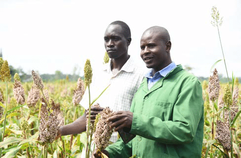 How to grow sorghum and know the different varietys