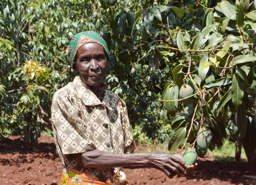 Want to keep your mangoes fresh? Wax them