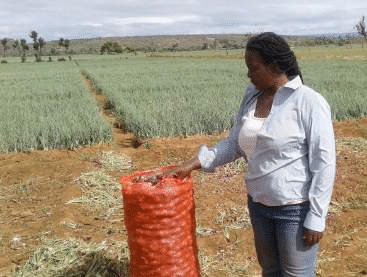 Why Tanzanian Onions are prefered by Kenyans