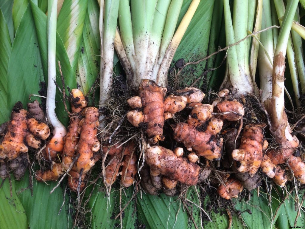 How to grow turmeric