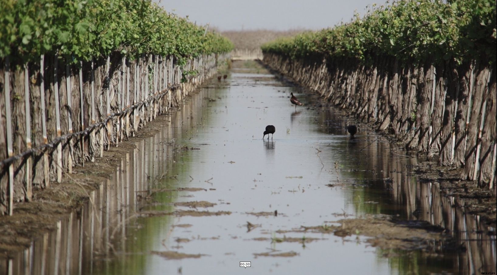Can agriculture overcome its own water problems?