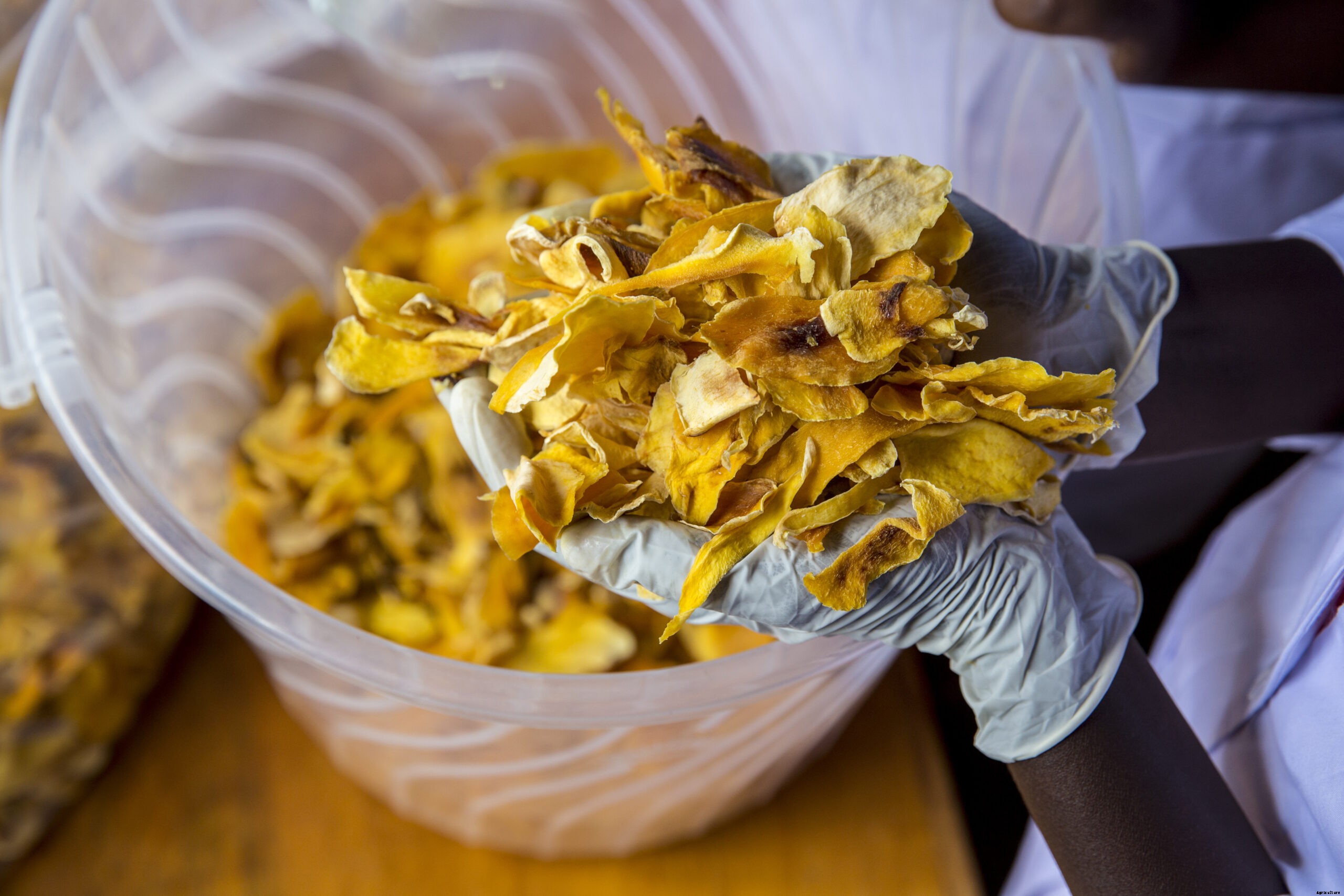 How to dry your fruits and where to sell them