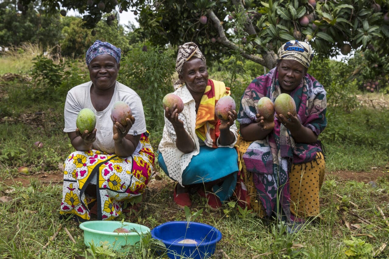 How to dry your fruits and where to sell them