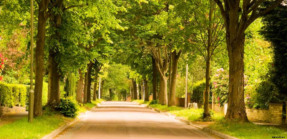 Wild trees that are full of Vitamins