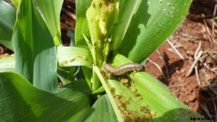 A fatal attraction that controls the devastating fall armyworm