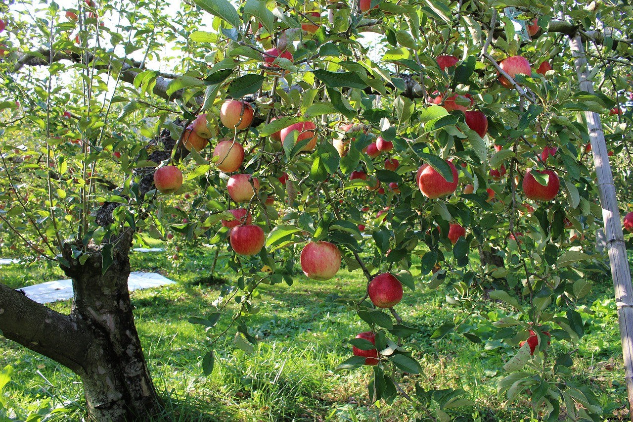 From only one-quarter of an acre, with a little over 300 trees, farmer is reaping sweet rewards