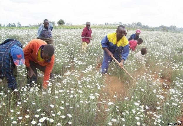 Farmers in Elgeyo-Marakwet to get Ksh250,000 each to revive pyrethrum growing
