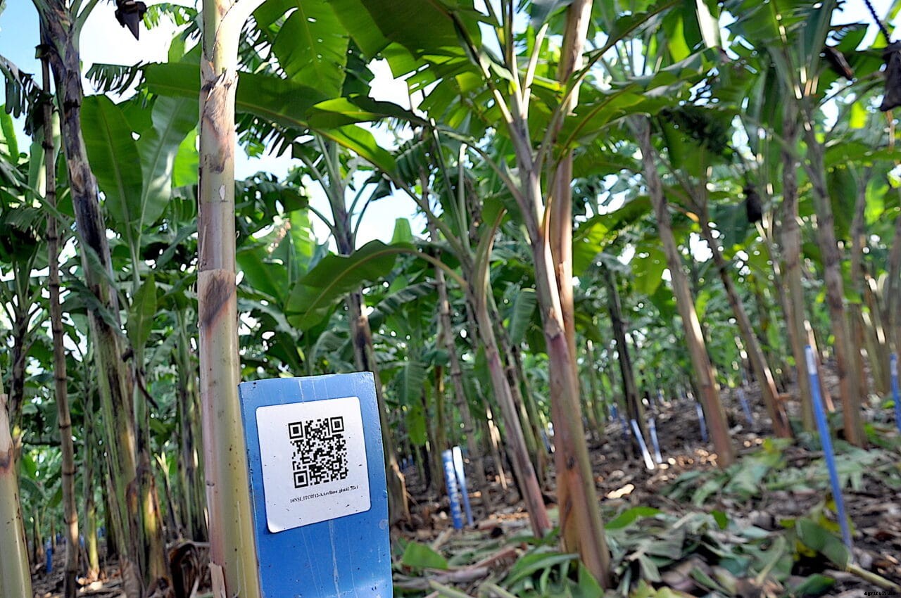 IITA-led banana breeding project develops modern track and tracing system