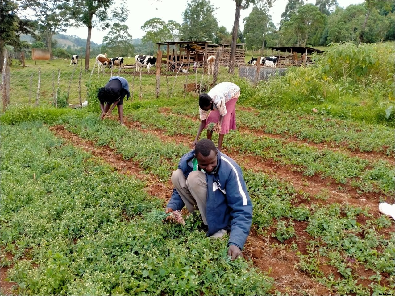 How can we stop farmers becoming extinct
