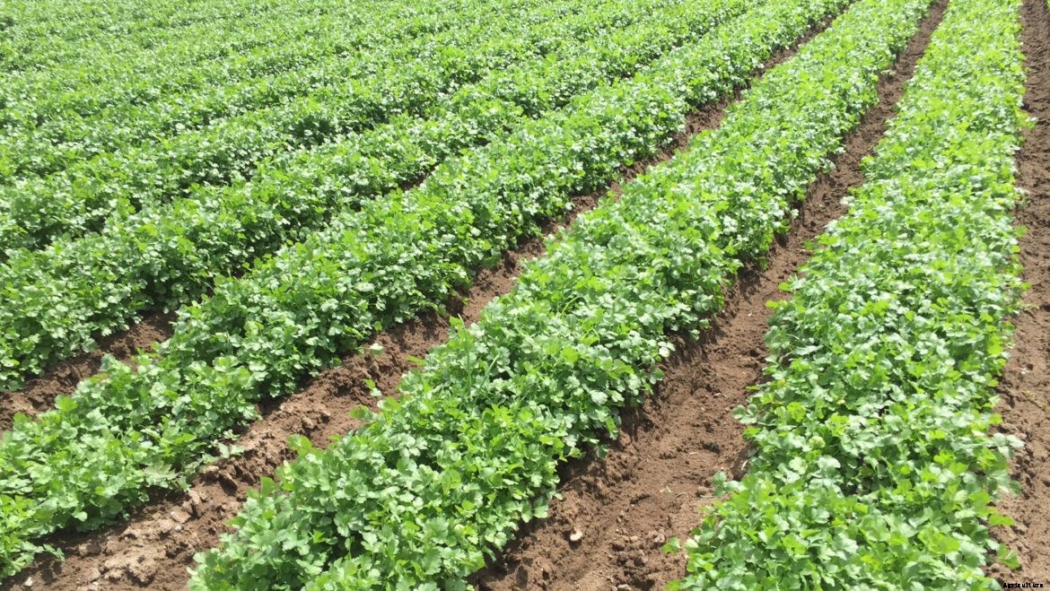 How to grow Coriander, popular as ‘dhania’