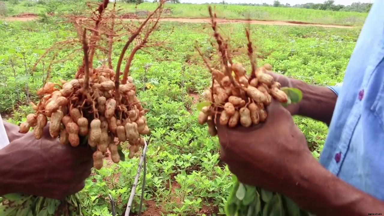 Government to revive nut farming in coastal counties